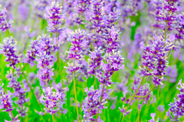 Selective focus on lavender flower in flower garden. Lavender flowers. Lavender bushes closeup. Lavender flower close up in a field.