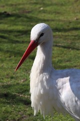 white stork
