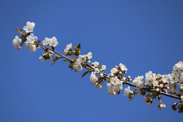 Obraz na płótnie Canvas Cherry blossom 