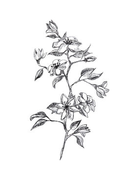 Branch with flowers and leaves, graphic hand drawn - apple blossom tree isolated on white background