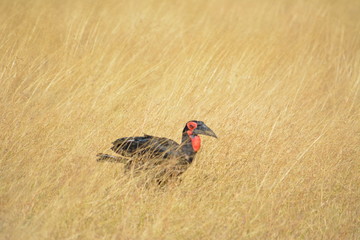 BOTSUANA (safari fotografico, rio Zambeze)