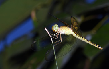 Amazing macro nature - dragonflys in tropical island Bali.