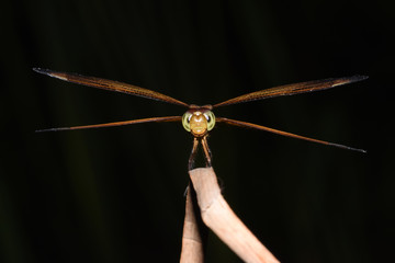 Amazing macro nature - dragonflys in tropical island Bali.