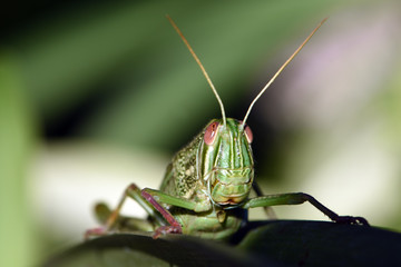 Amazing macro nature - Giant green grasshopper in the garden. Bali island. Indonesia.