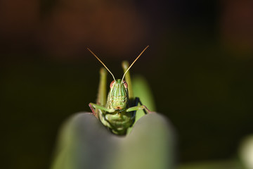 Amazing macro nature - Giant green grasshopper in the garden. Bali island. Indonesia.