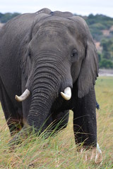 Fototapeta na wymiar BOTSUANA (safari fotografico, rio Zambeze)