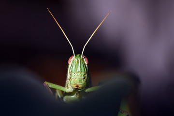 Amazing macro nature - Giant green grasshopper in the garden. Bali island. Indonesia.