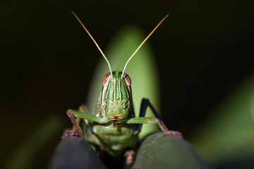 Amazing macro nature - Giant green grasshopper in the garden. Bali island. Indonesia.
