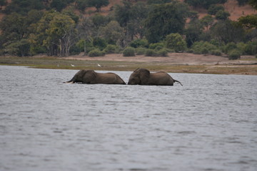 BOTSUANA (safari fotografico) rio Zambeze