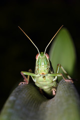 Amazing macro nature - Giant green grasshopper in the garden. Bali island. Indonesia.