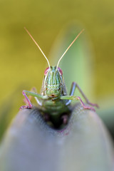 Amazing macro nature - Giant green grasshopper in the garden. Bali island. Indonesia.