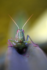 Amazing macro nature - Giant green grasshopper in the garden. Bali island. Indonesia.
