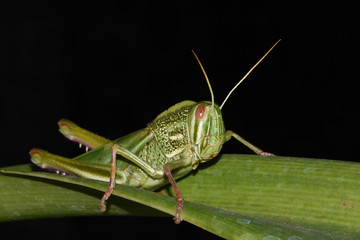 Amazing macro nature - Giant green grasshopper in the garden. Bali island. Indonesia.