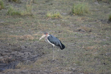 BOTSUANA (safari fotografico) rio Zambeze