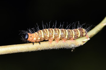 Amazing macro nature - caterpillar in Bali island.