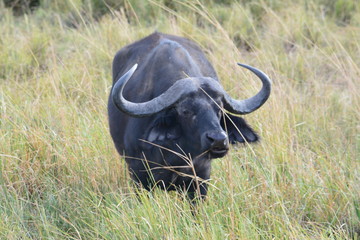 BOTSUANA (safari fotografico) rio Zambeze