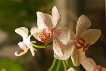 orchid bloom in natural day light