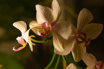 orchid bloom in natural day light
