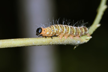Amazing macro nature - caterpillar in Bali island.