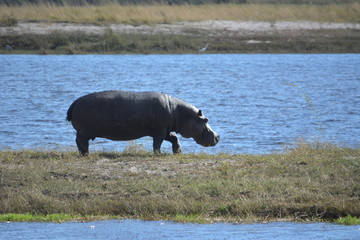 BOTSUANA (safari fotografico) rio Zambeze