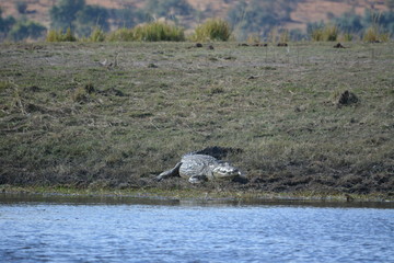 BOTSUANA (safari fotografico) rio Zambeze
