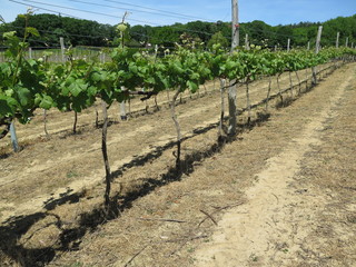 Fototapeta na wymiar Vineyard in England. Vineyard in the Weald in Kent in England. Early summer vines. Rows of grapevines in an English vineyard. Kent, England, United Kingdom, two rows of young grape vines in a vineyard