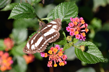Amazing macro nature - Butterfly Park. Macro photography. Bali, Indonesia.