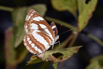 Amazing macro nature - Butterfly Park. Macro photography. Bali, Indonesia.