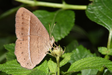 Amazing macro nature - Butterfly Park. Macro photography. Bali, Indonesia.