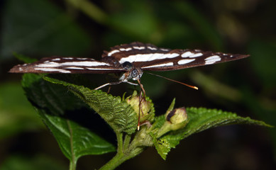 Amazing macro nature - Butterfly Park. Macro photography. Bali, Indonesia.