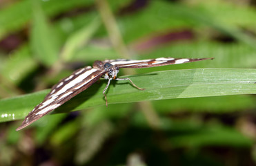 Amazing macro nature - Butterfly Park. Macro photography. Bali, Indonesia.
