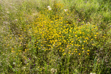 Wild flowers and grasses in the field. Summer, June. Everything blooms.