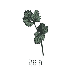 Parsley vector illustration.