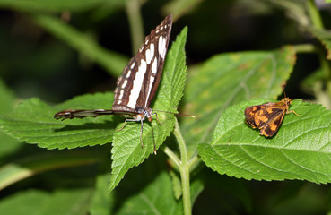 Amazing macro nature - Butterfly Park. Macro photography. Bali, Indonesia.