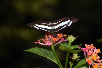 Amazing macro nature - Butterfly Park. Macro photography. Bali, Indonesia.