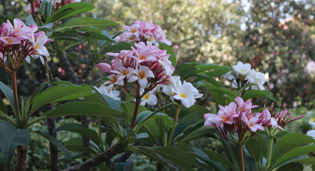 Fiori di plumeria