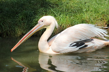 Pelikan am Wasser (Rosapelikan)