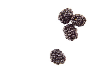 Collection blackberries on white background. The view from the top.