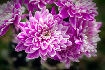 Fototapeta premium chrysanthemum