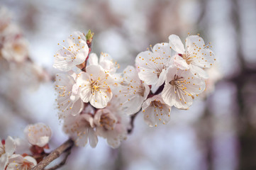 blossom