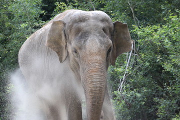 Asiatischer Elefant mit kleinen Ohren