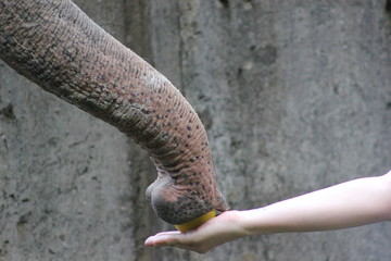 Rüssel von einem Asiatischen Elefanten
