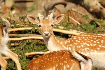 Damwild: Junger Hirsch