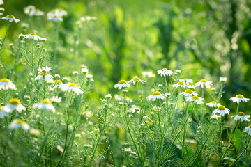 Wild chamomile in meadow, beautiful nature in summer