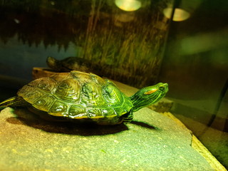 Obraz premium Schmuckschildkröte in einem Terrarium