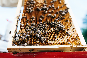 Closeup of a Beehive frame with bees