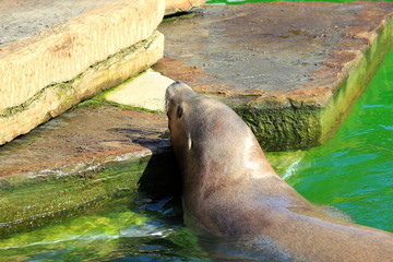 Kopf von einem kalifornischen Seelöwen