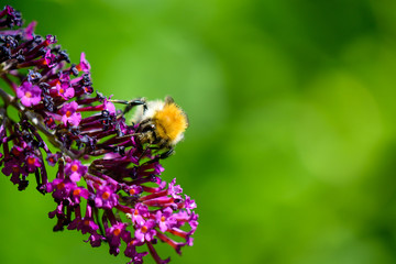 Hummel auf Schmetterlingsflieder © WR