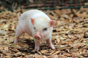 Ferkel im Schweinestall