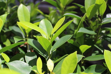green leaves of a tree